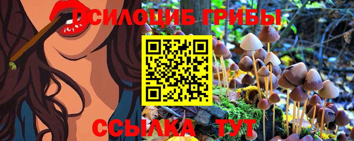 Кингисепп  где продают наркотики  Вход с VPN  Псилоцибиновые грибы Psilocybe 